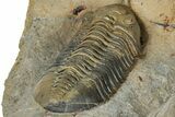 Morocconites Trilobite Fossil - Multi-Toned Shell Coloration #334880-4